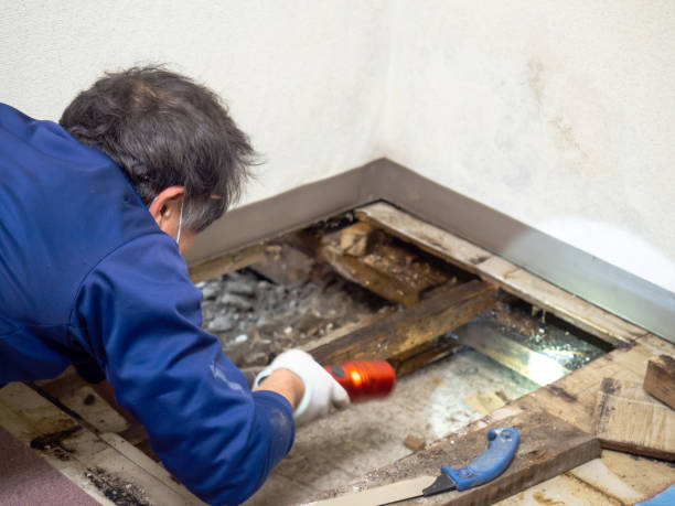 Best Professional Mold Removal  in Bloomer, WI