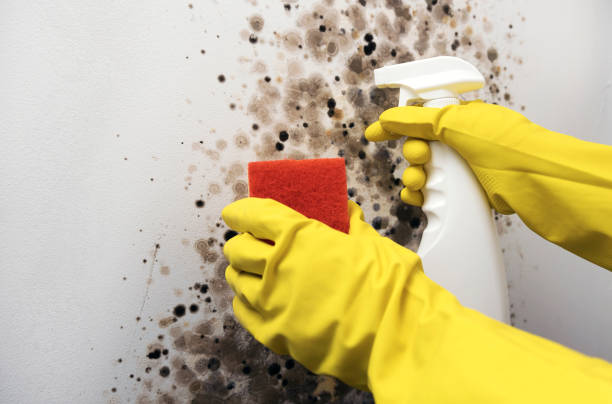 Best Certified Mold Removal  in Bloomer, WI