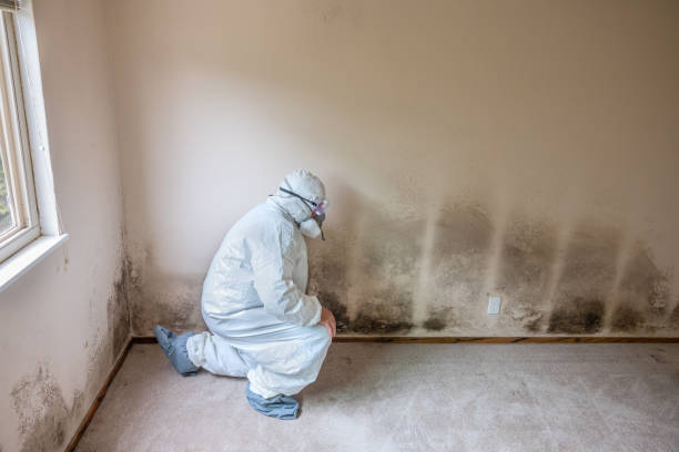 Best Toxic Mold Removal  in Bloomer, WI