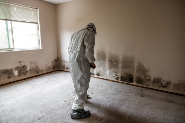 Best Mold Damage Repair  in Bloomer, WI