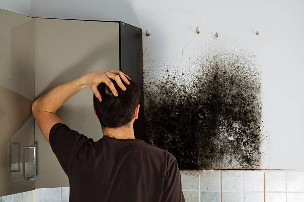 Best Fast Mold Removal  in Bloomer, WI